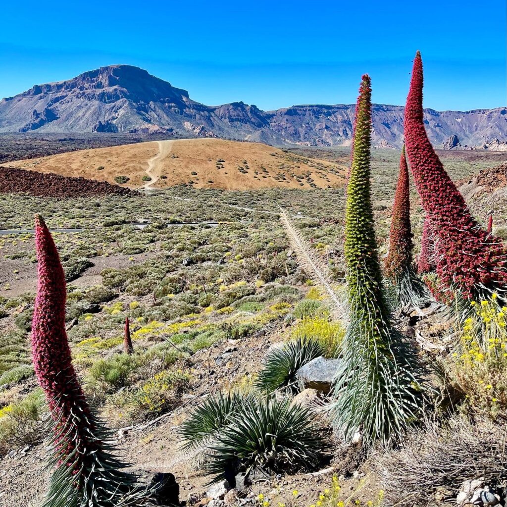 Teide caldera landscape with red tajinaste (Echium wildpretii) in foreground — dramatic volcano views, Tenerife.